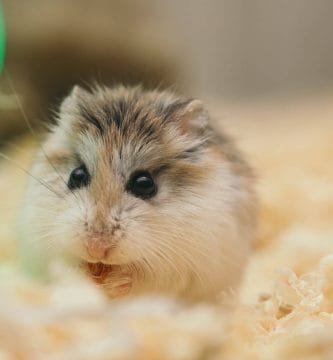 What your attitude needs to be to Exit the Rat Race in Real Life 2023 3 Carrera de la Rata