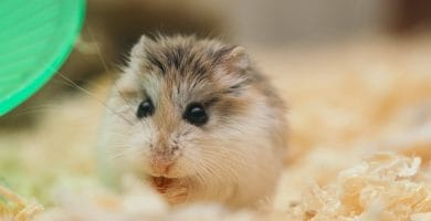Cómo ha de ser tu actitud para Salir de la Carrera de la Rata en la Vida Real 2023 5 Carrera de la Rata
